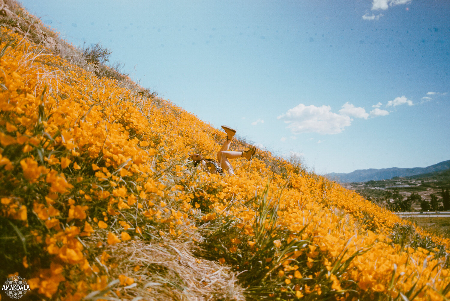 California wildflowers (3)-3.jpg