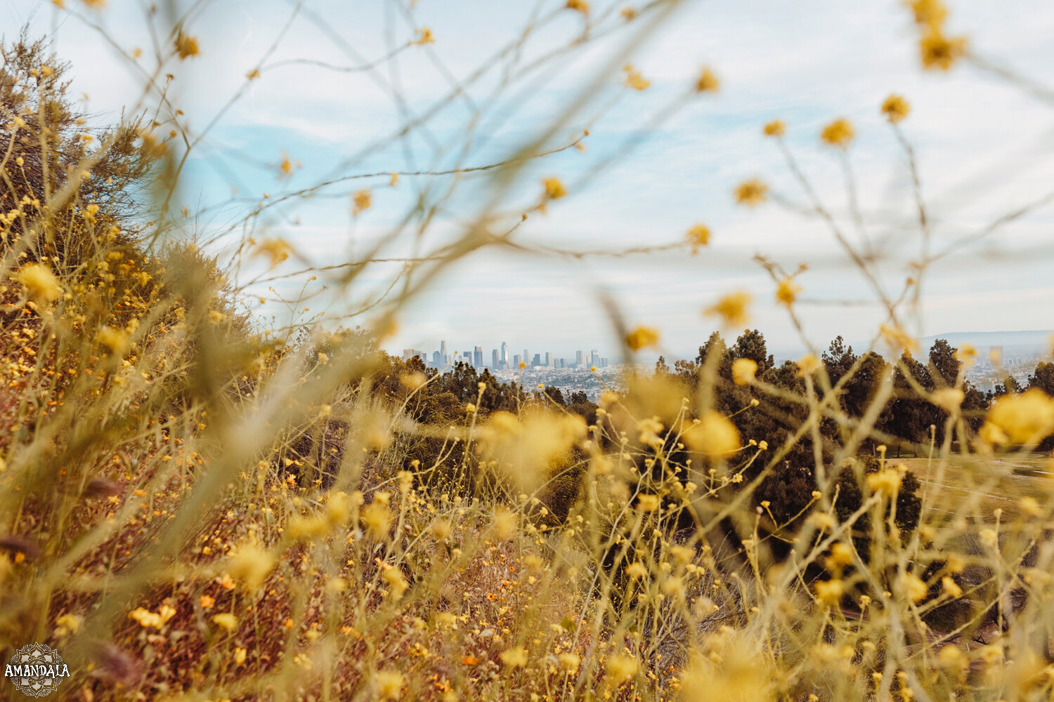 California wildflowers (7)-3.jpg