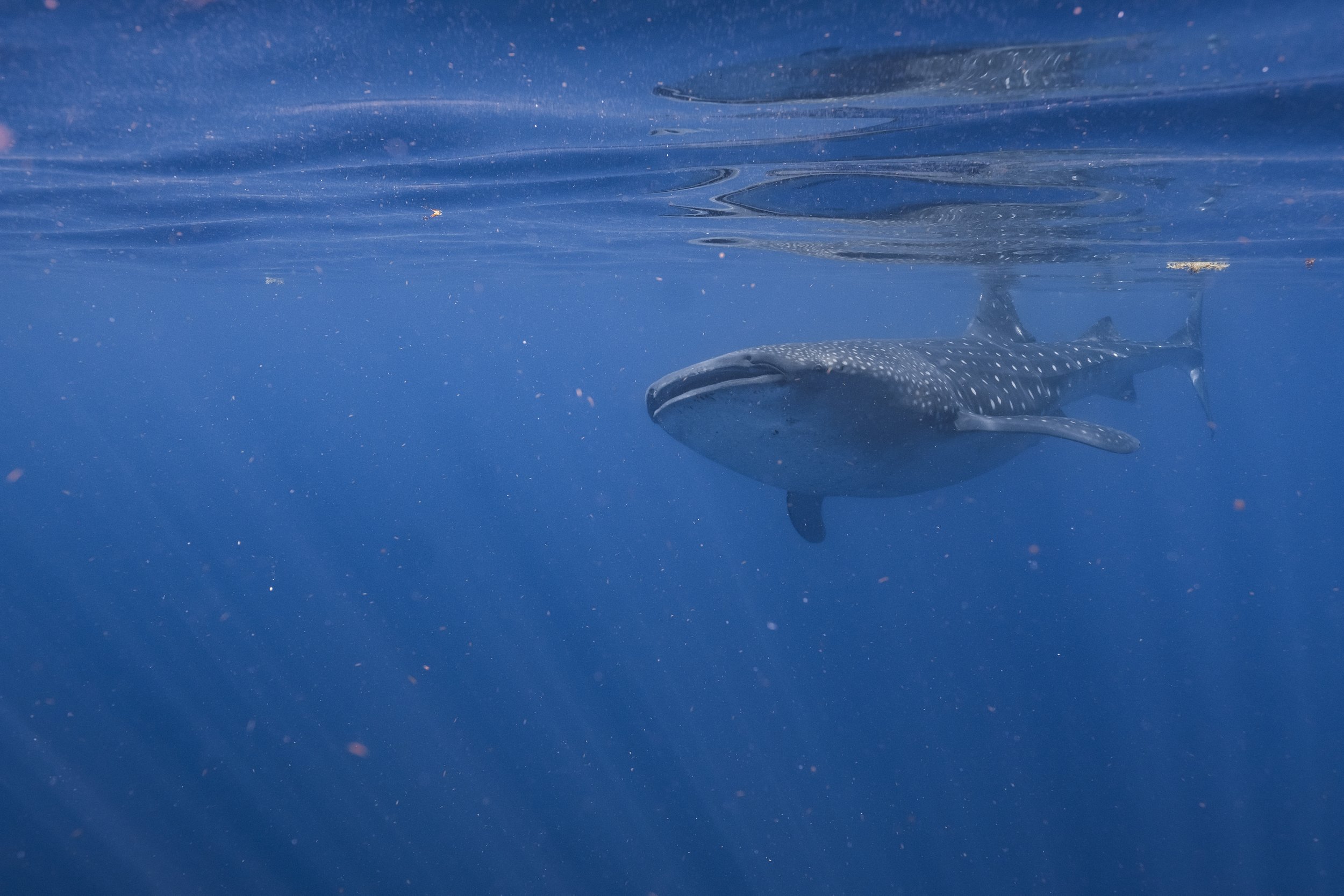  Whale Shark Photography by Claire Ryser 