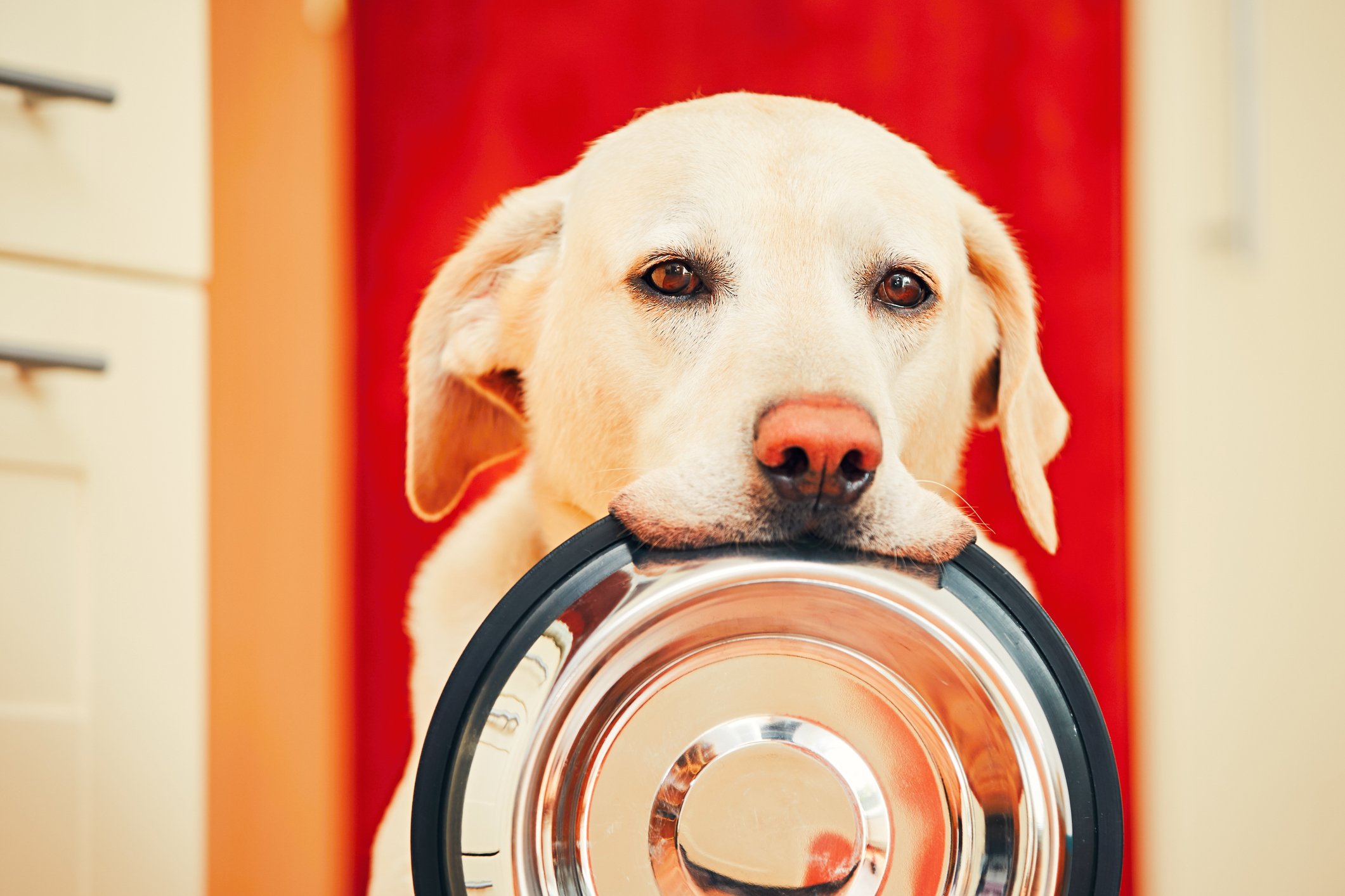 Photo by Chalabala/iStock / Getty Images