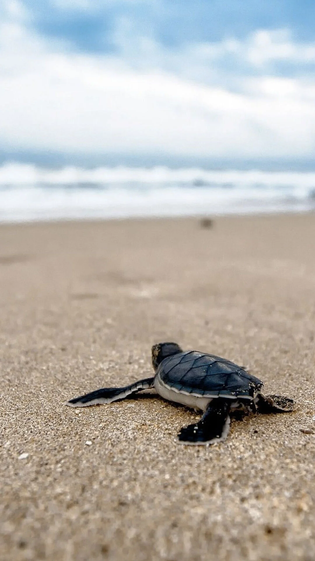 Endangered Sea Turtles Hatch On Brazil's Deserted Beaches