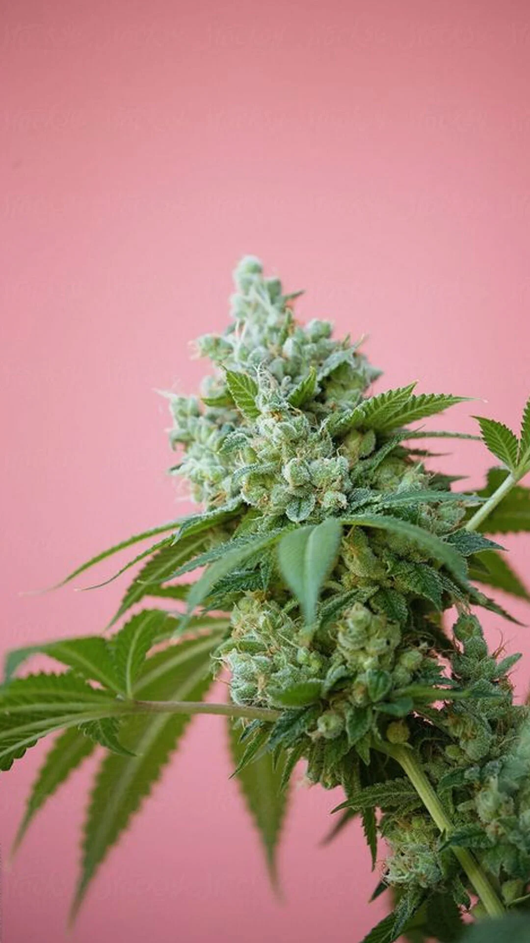 CBD Company Told To Stop Claiming Products Can Cure Coronavirus