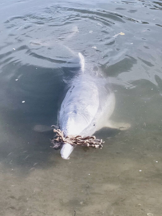 Dolphins Bring Gifts From Sea In Apparent Response To Lack Of Human Interaction During Pandemic Isolation