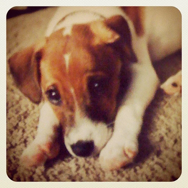 SEPTEMBER 1995 Brian and Kathy move to Grand Rapids for Kathy's first real job at the Grand Rapids Press. They welcome the first addition to their family - Sherman, the Jack Russell that will drive Brian crazy for the next 17 years.