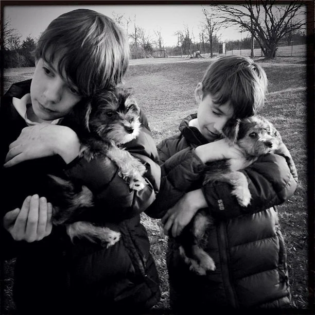 FEBRUARY 2013 On Valentine's Day, Oscar and Felix, two Schnorkie brothers, are rescued from a animal shelter near Belleville. It was instant puppy love.