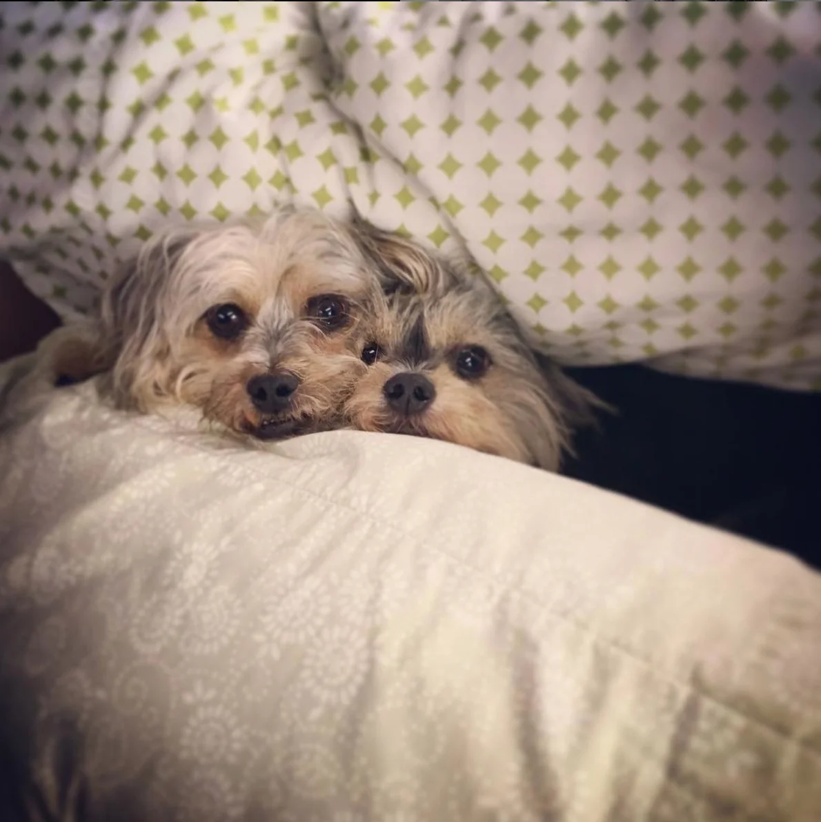 OCTOBER 2017 Oscar and Felix turn 5. Yea, we are all pretty jazzed.