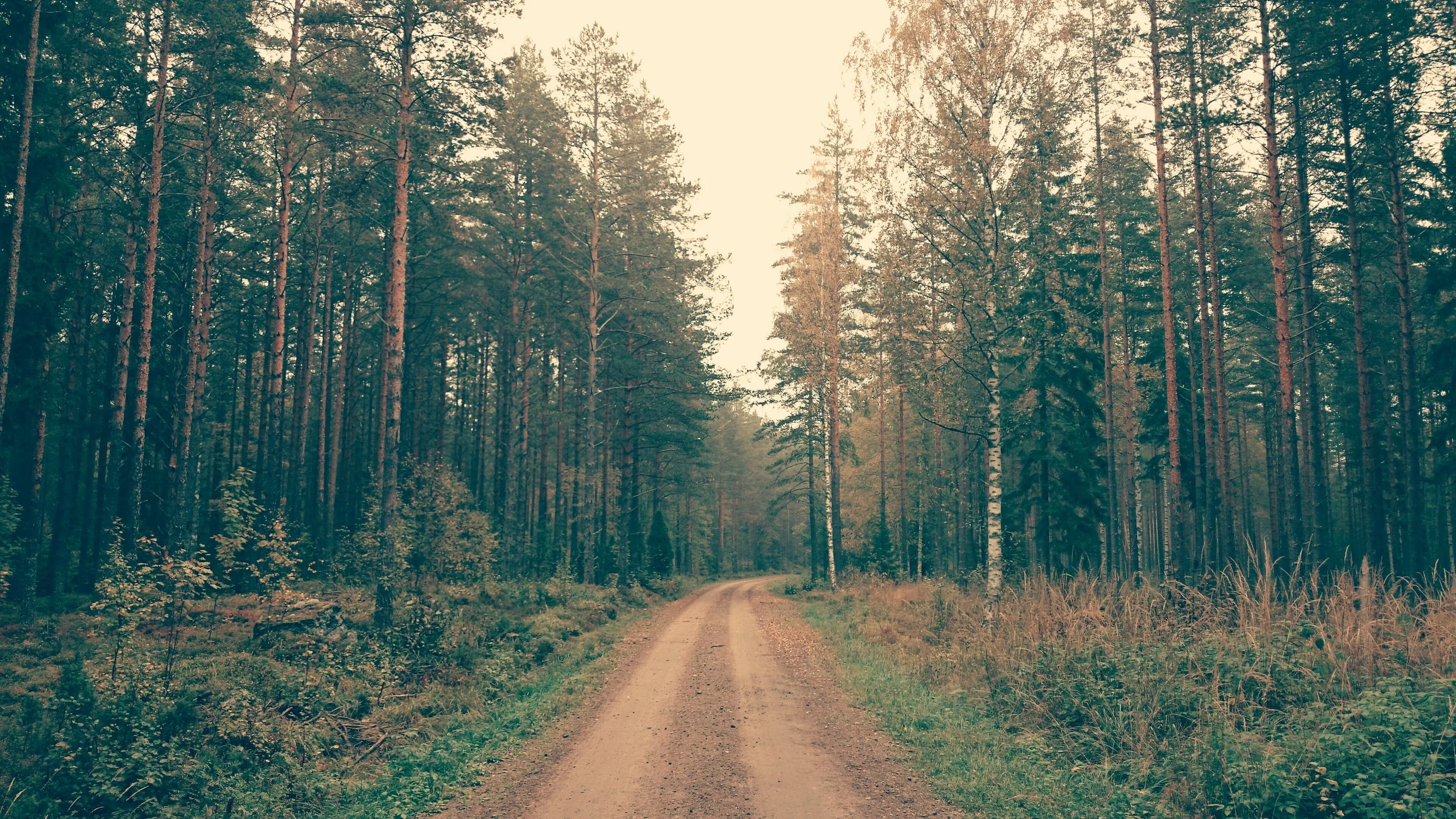 Path through the trees.jpeg