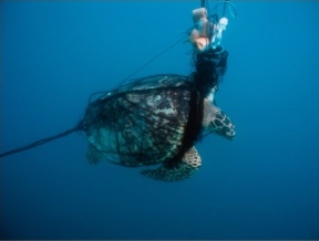 Image Credit: Seafood Watch 2019
