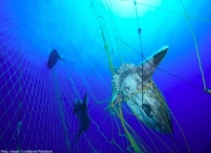 Image Credit: Alessio Viora Marine Photobank 2019