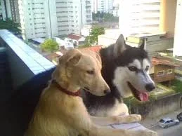 ANIMAIS EM APARTAMENTO.jpg
