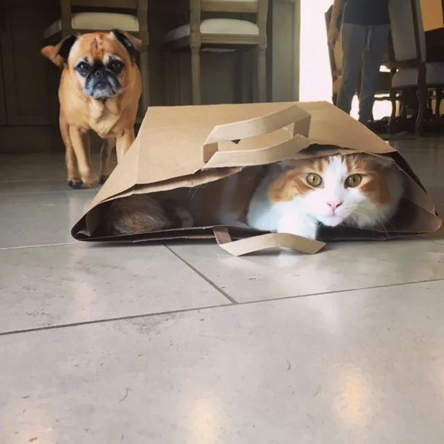 cat in the bag.JPG