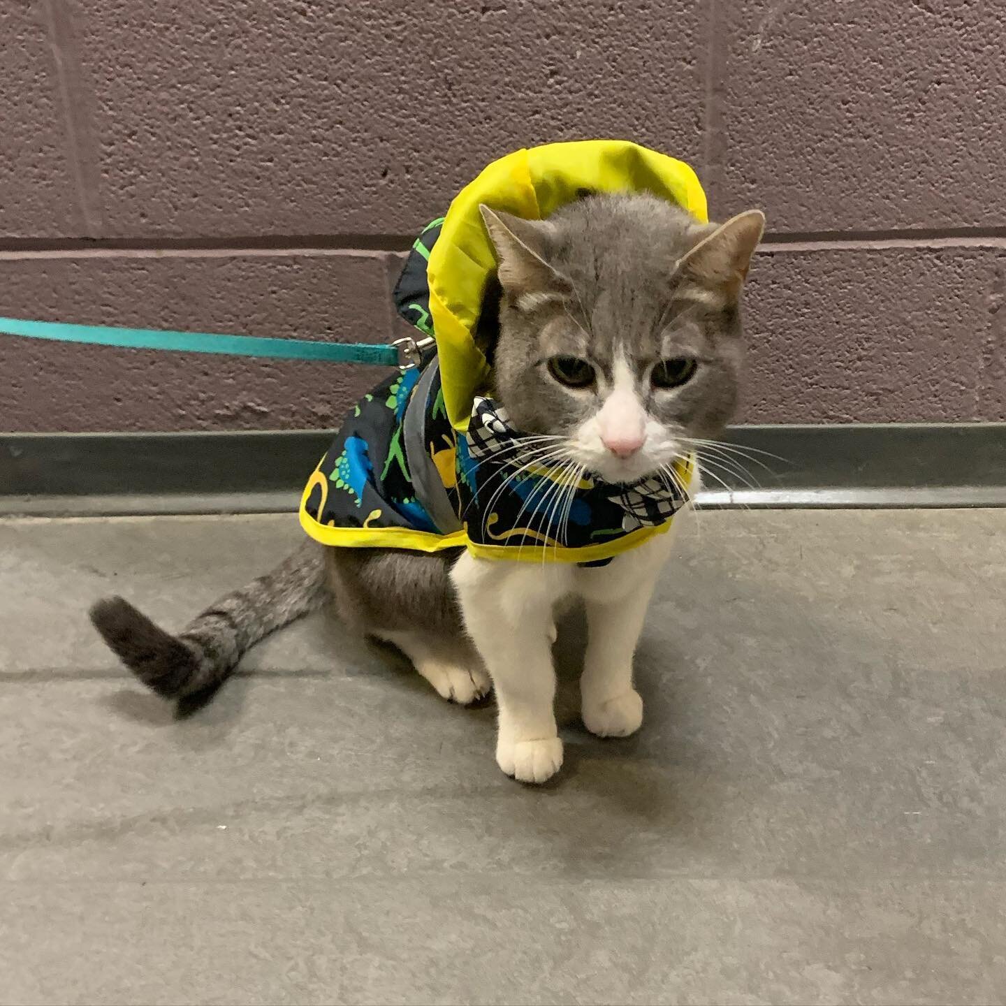 We had a cute furry friend, Thomas, visit our dress rehearsal for Saturday&rsquo;s concert!