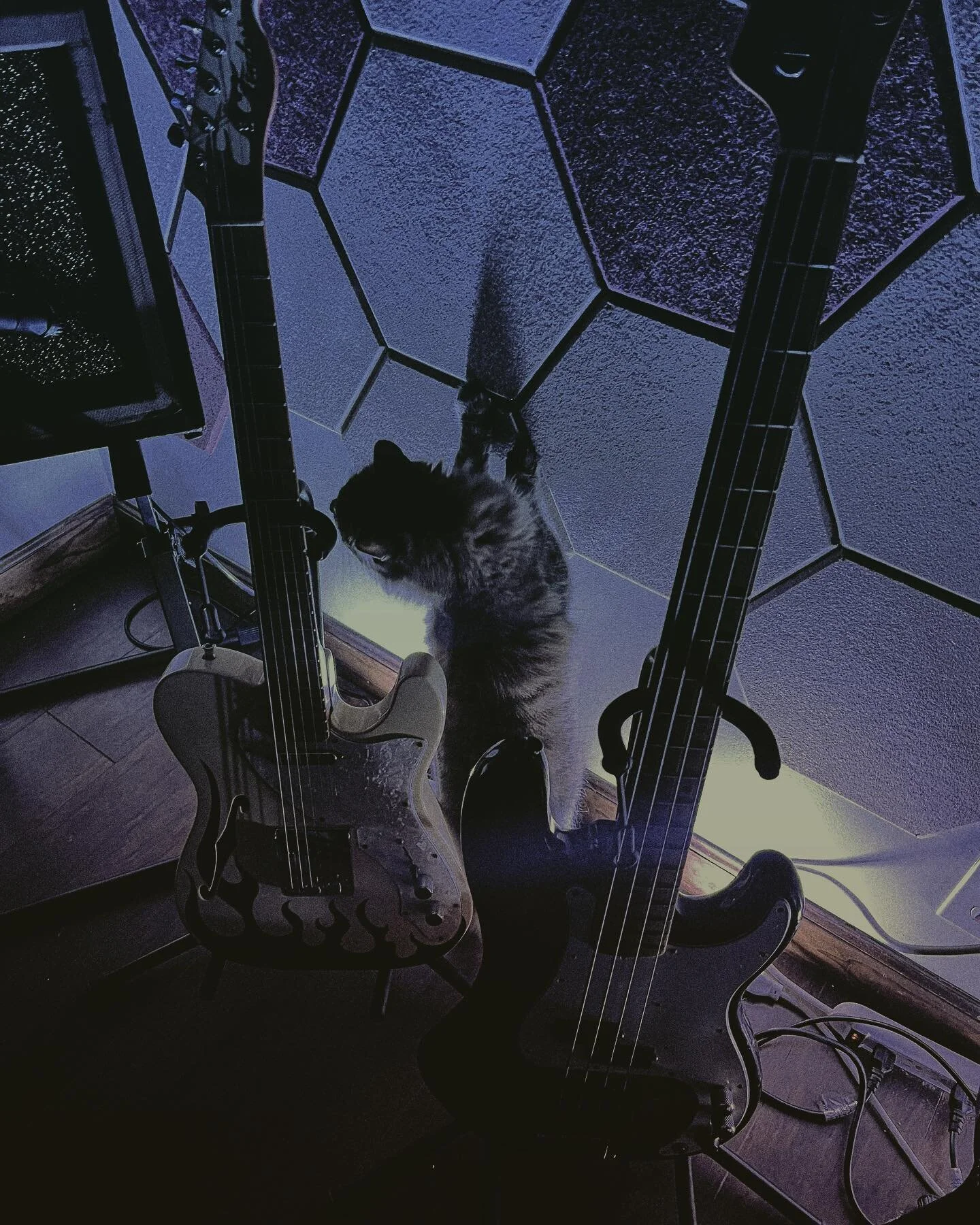 😻 &hellip;get some new fun sound panels for the wall&hellip; and exactly what we thought would happen, happened. 🤷&zwj;♀️ lasted all of about five minutes, ha! &hellip;new music out at midnight y&rsquo;all! 🎶 https://show.co/dCu9j2e #studiocat #ne