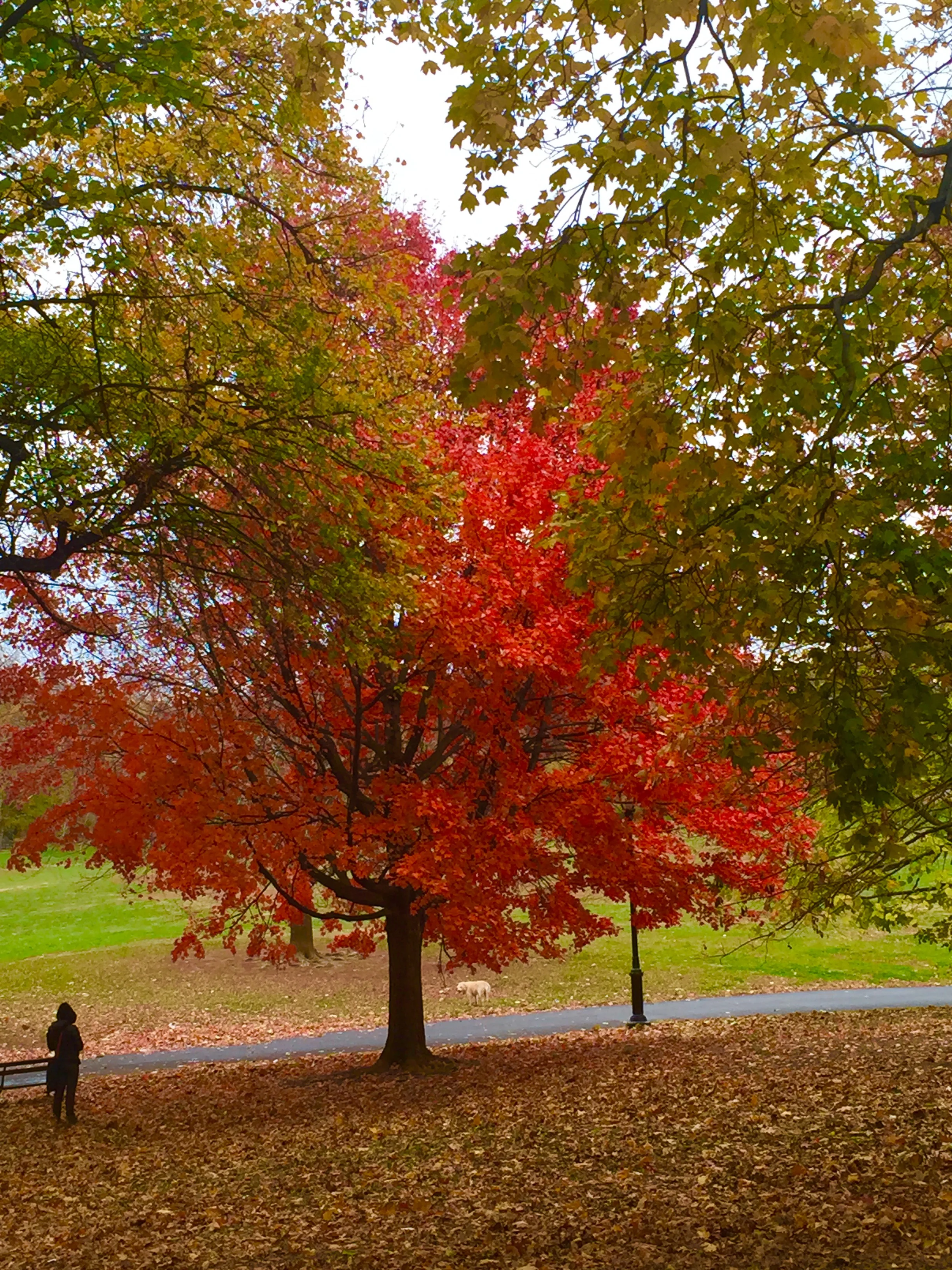Fall is my favorite time of year.