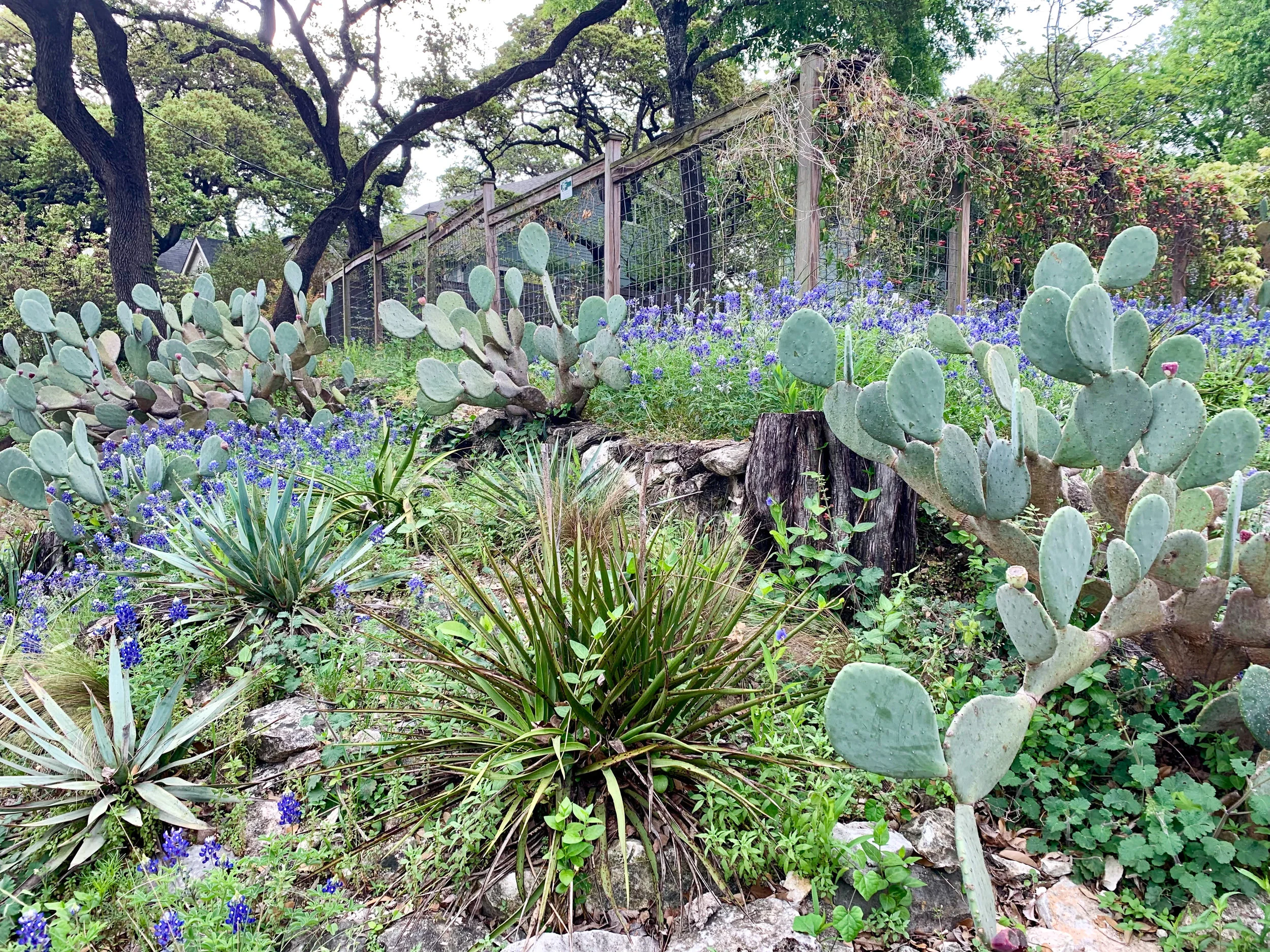 Austin(3)-2.jpg