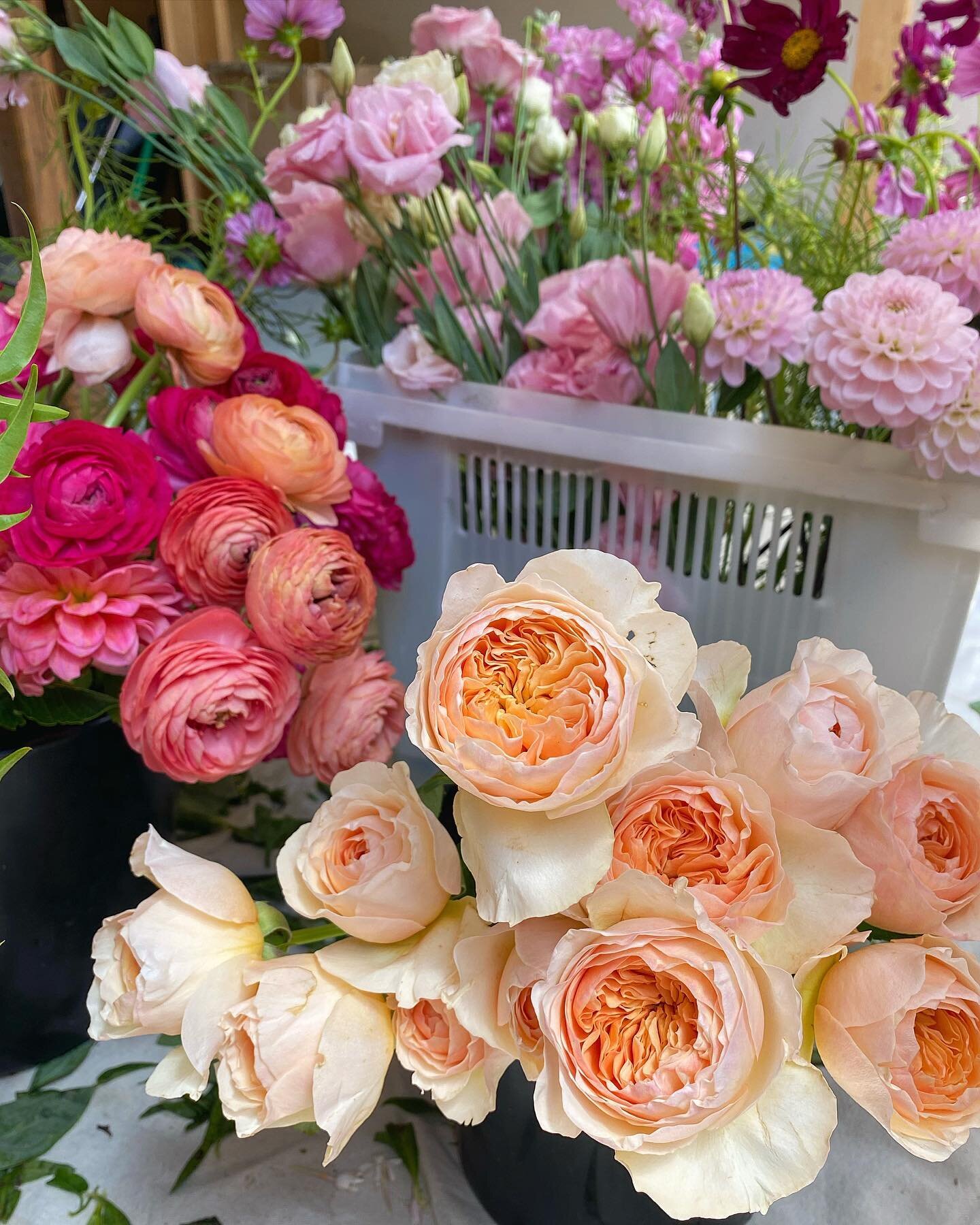 From the mountains back to the studio; I&rsquo;ve been surrounded by flowers 10 days straight (so far).

Never gets old. 🥹🤍✨

#ilovemyjob #floristlife #weddingflorist #floristry #floraldesign #flowers #design #floristofinstagram #coloradoflorist #r
