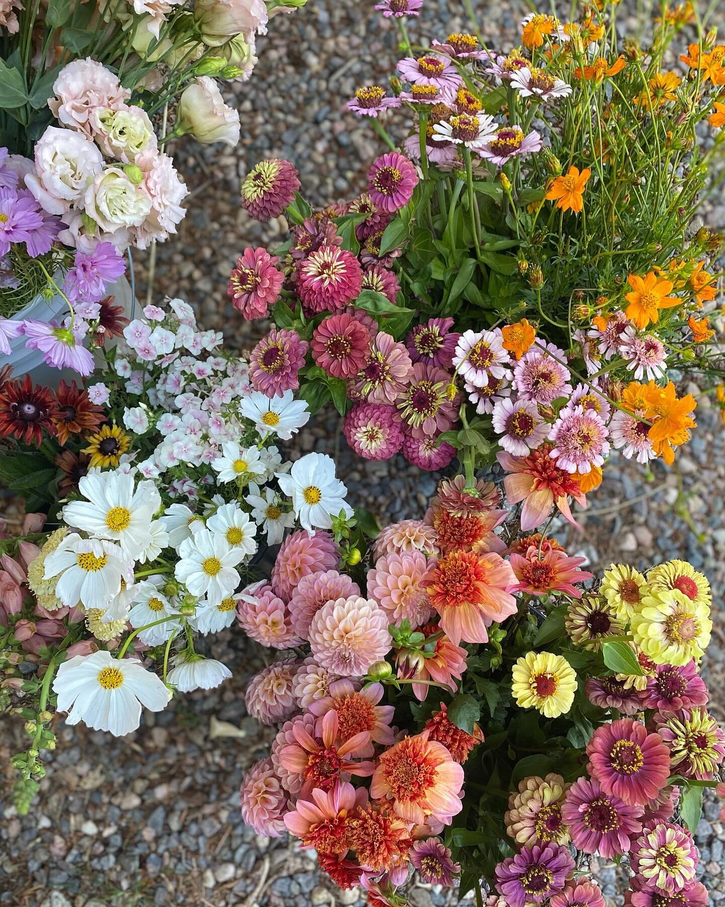 Spent a small fortune on seeds this morning, so now I just have to daydream and wait a casual 6-8 months before I can harvest! 🫠😂🫶🏼 

#farmerflorist #florist #flowerfarmer #coloradoflowers #flowers #floraldesign #coloradoflorist