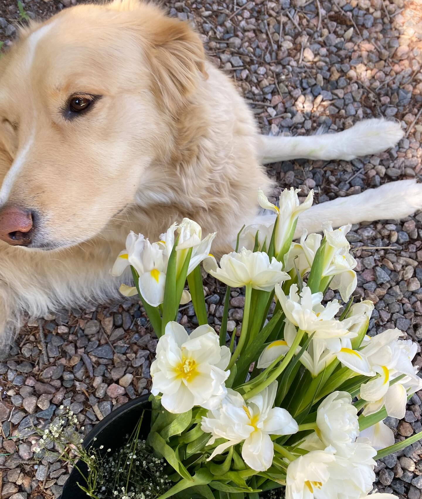 Been eagerly digging in the dirt, prepping flower beds, unearthing little seedlings and waiting for the long(er) days of true spring 🌱