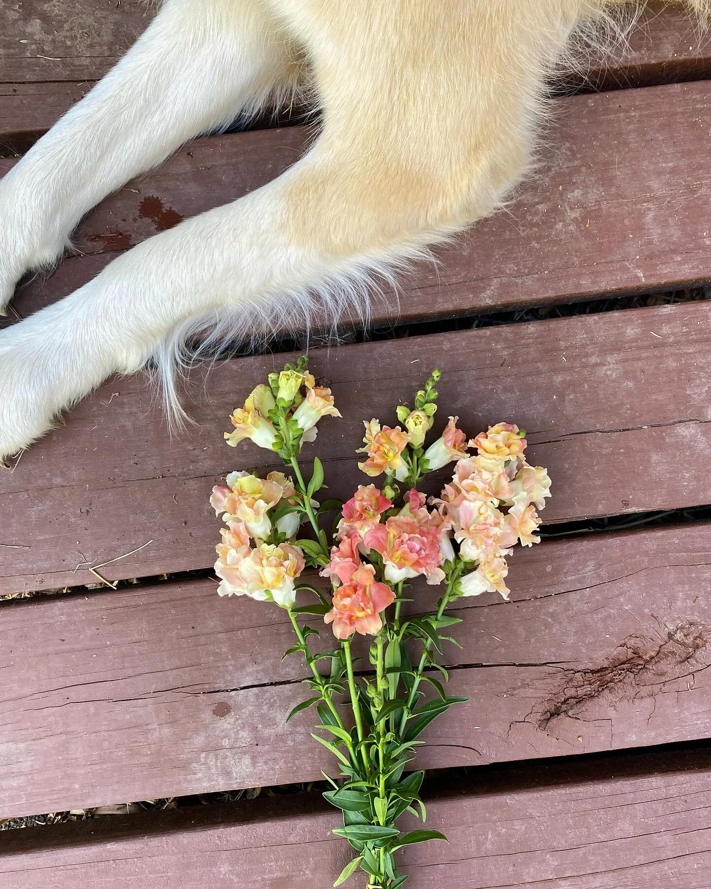 The last of the snaps 😢 I didn&rsquo;t plant many, but with these 100&deg; days, these last few get to come inside just for me to enjoy :)