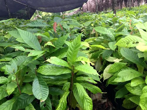 Cacao seedlings used for the base of an innovative grafting project taking place at the estate.