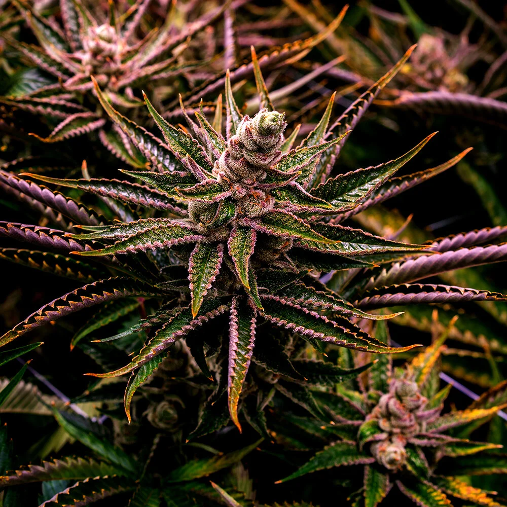 Marijuana Legalization is a National Civil Rights Issue