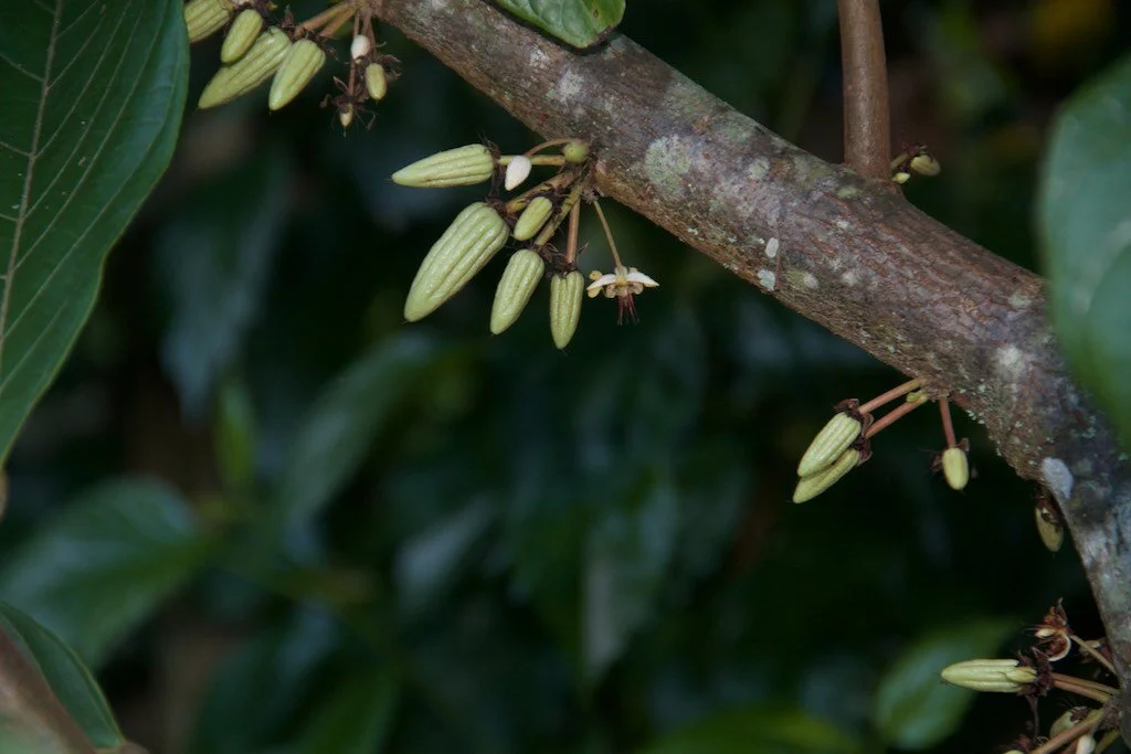 Indigenous Cacao - Oaxacan Community of Mazateco Growers