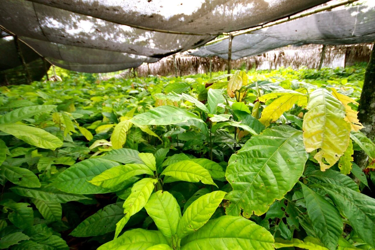 Cacao Cultivation and Harvest in Mexico