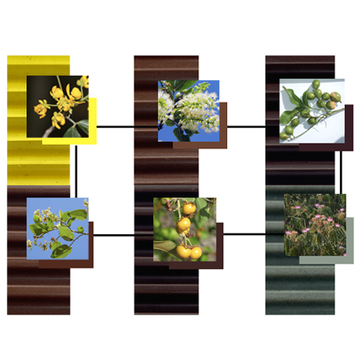 Agroforestry an Ancient Relationship of Mutuality