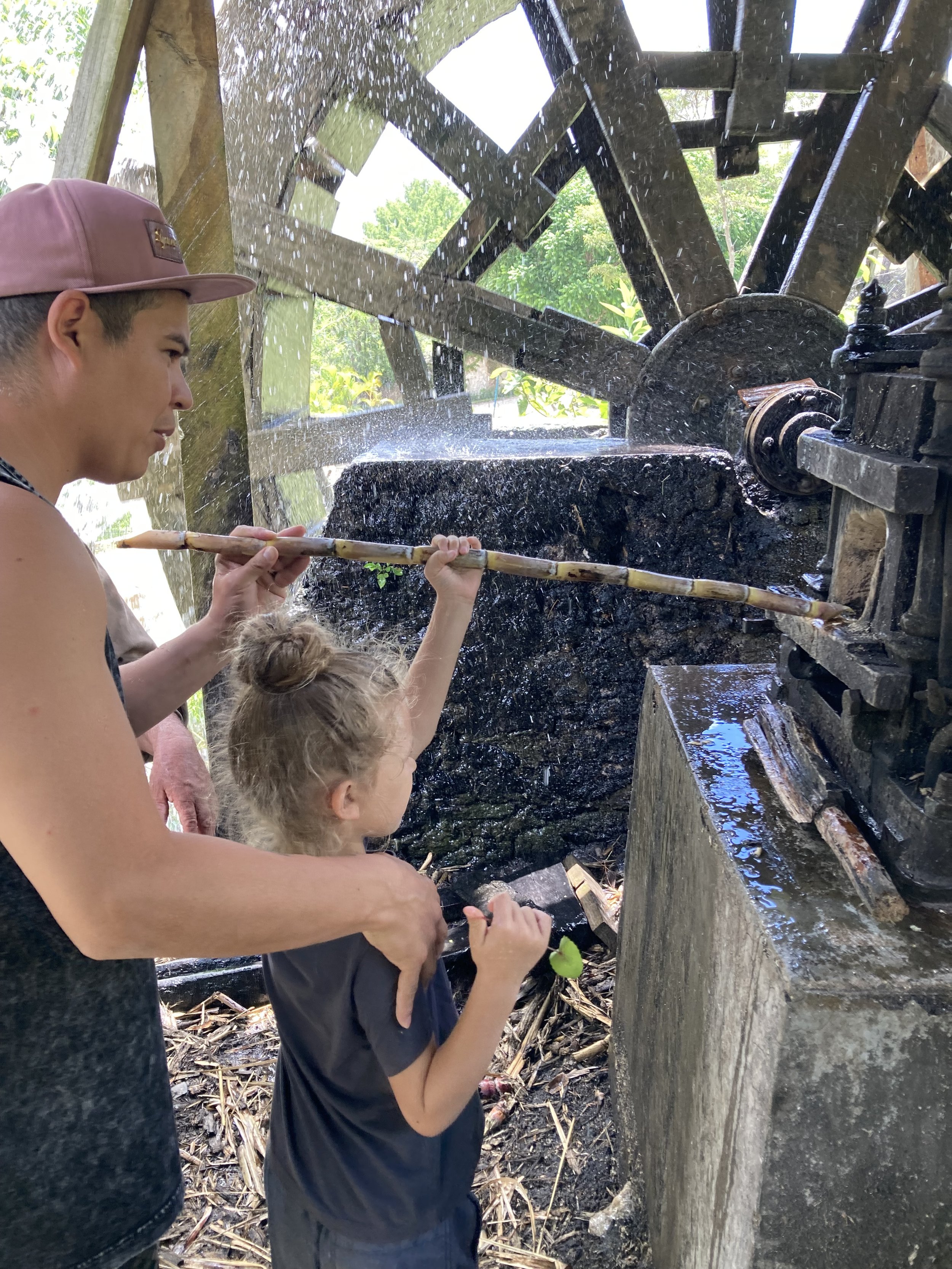 Panela - Ultra Artesanal Cane Sugar 