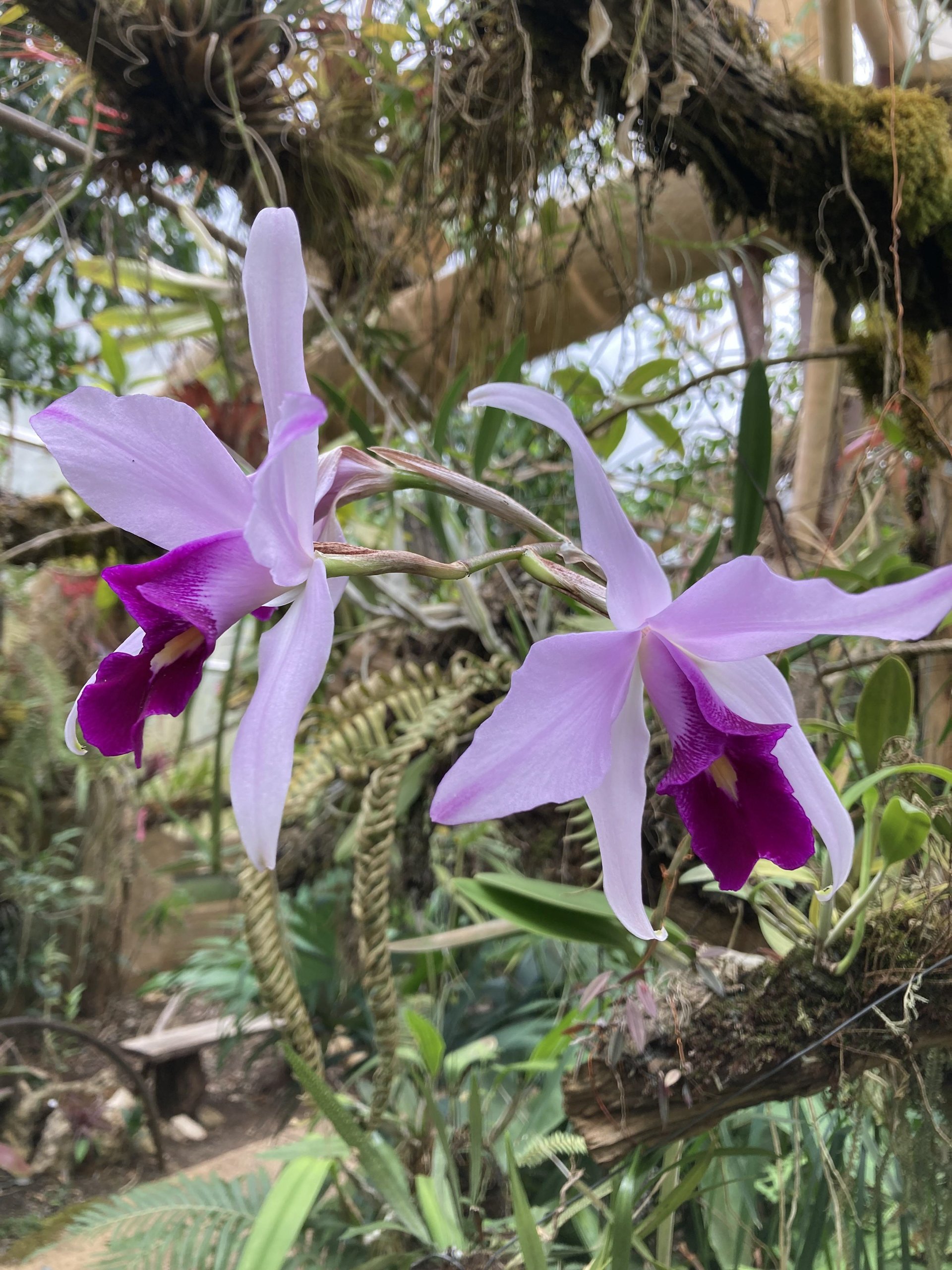 Moxviquil; Orchids in the Highlands