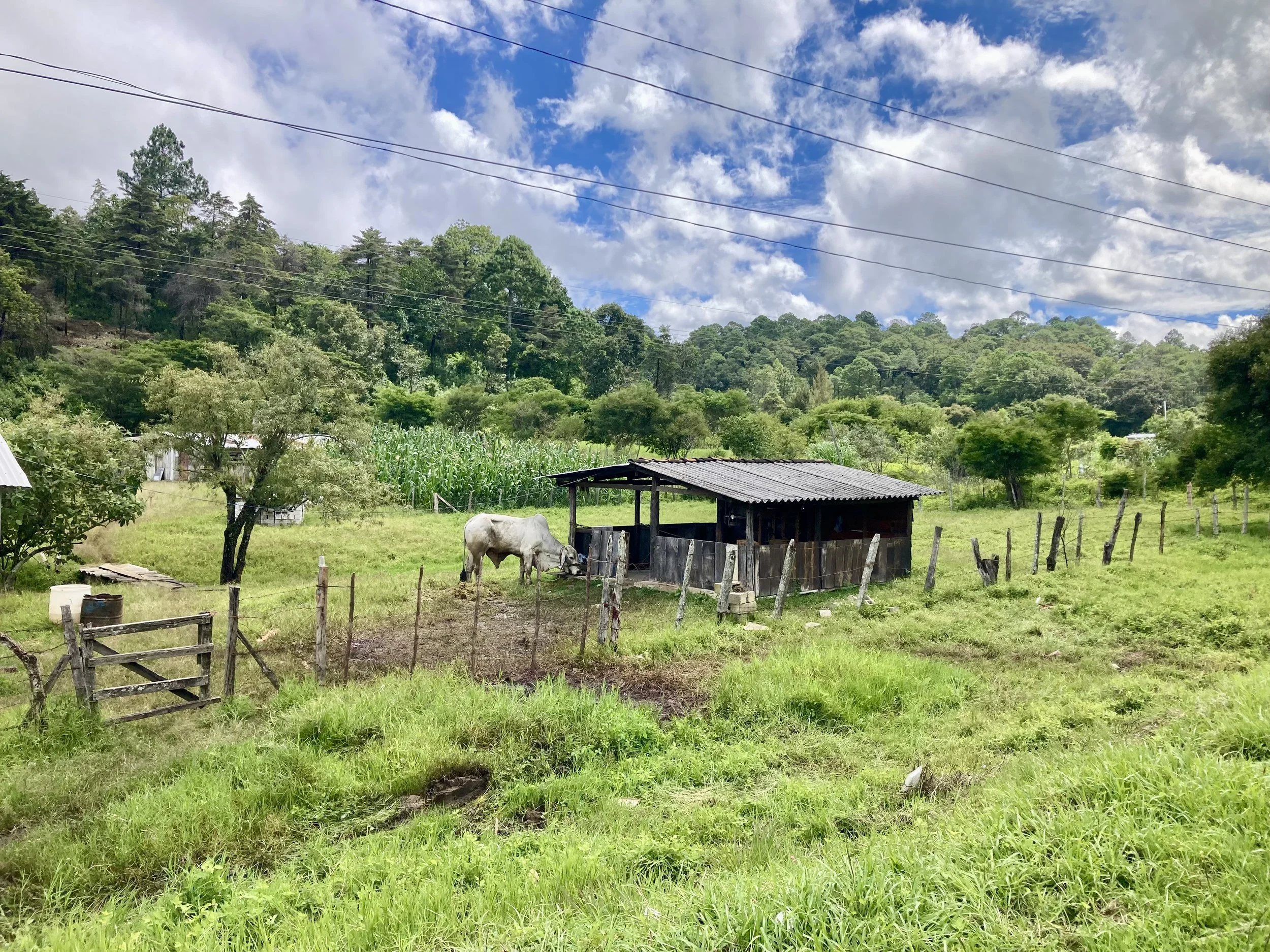 Resistencia indígena del corazón de Teopisca