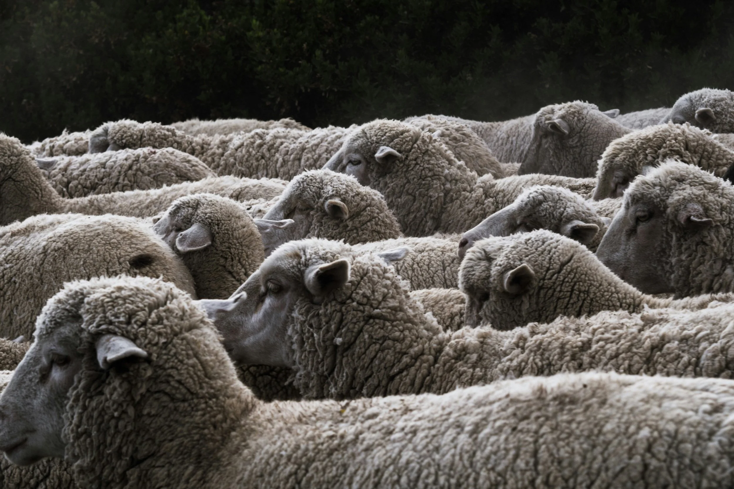 Look to the Lamb and Live