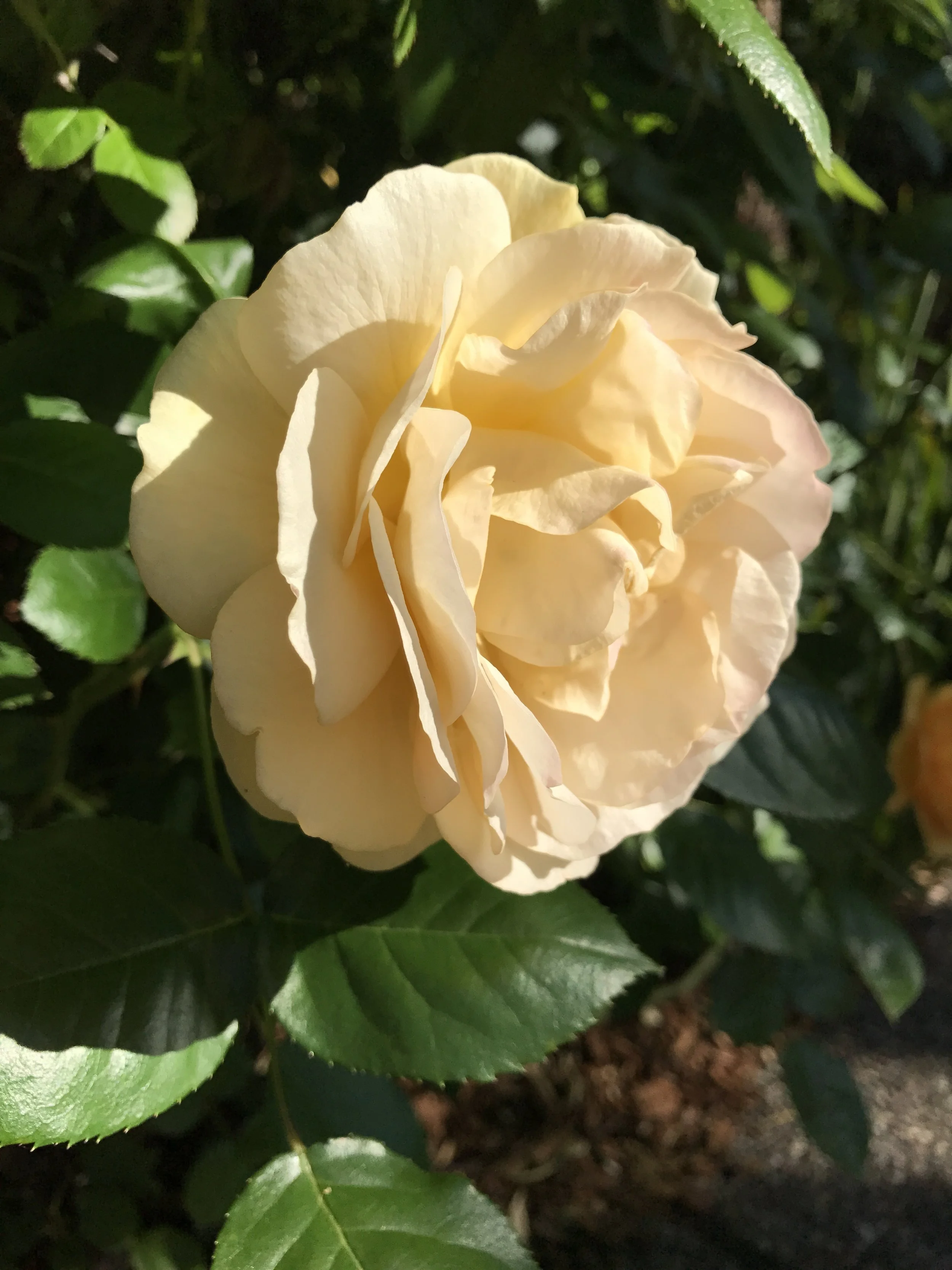 Our rose bushes are in full bloom right now! We took a couple minutes out of our weekend to wal around the garden and take in all the beauty. Currently we have red, white and yellow roses all blooming at the same time!