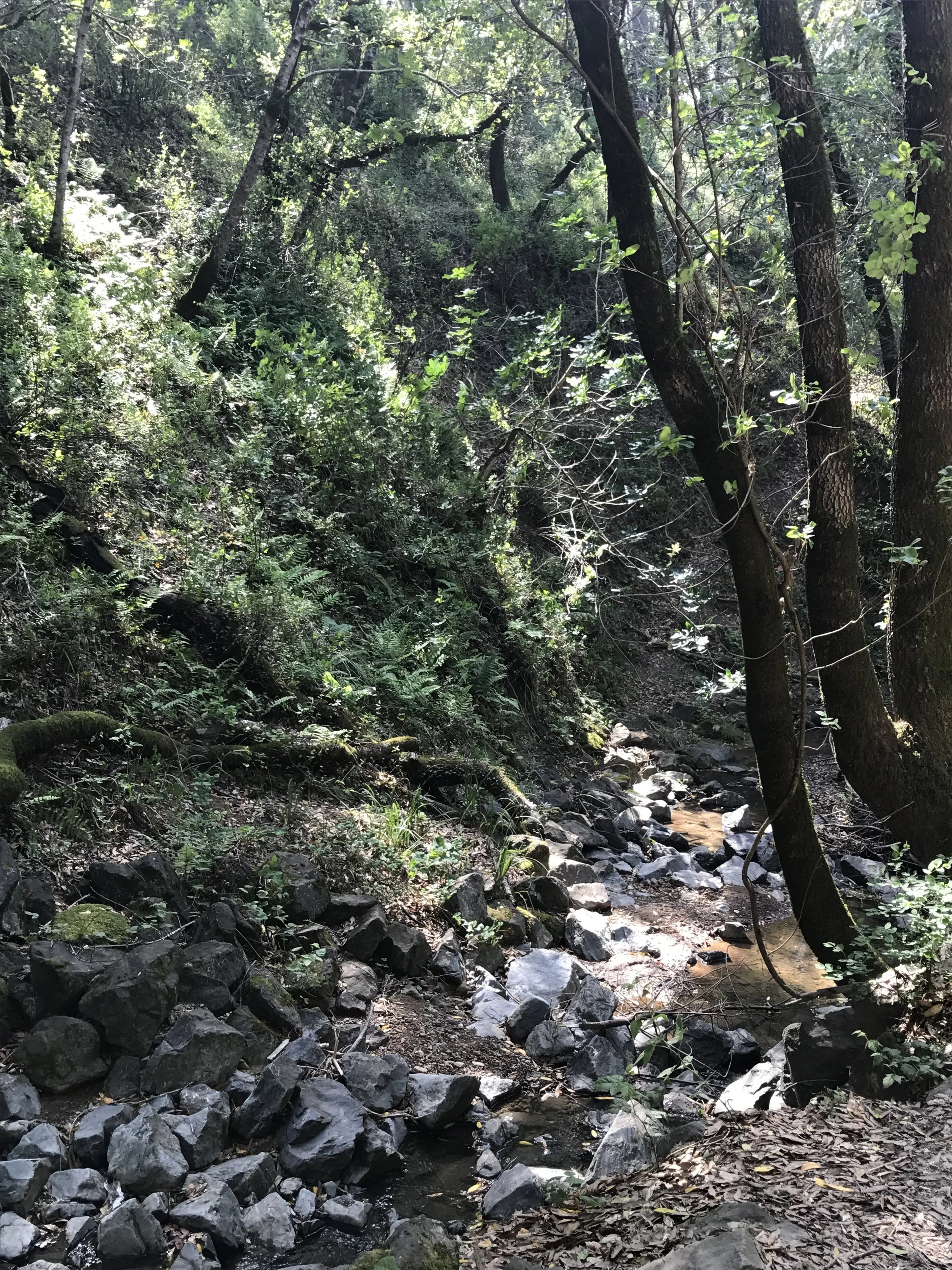 Our little family enjoyed a lovely walk through nature on the weekend!