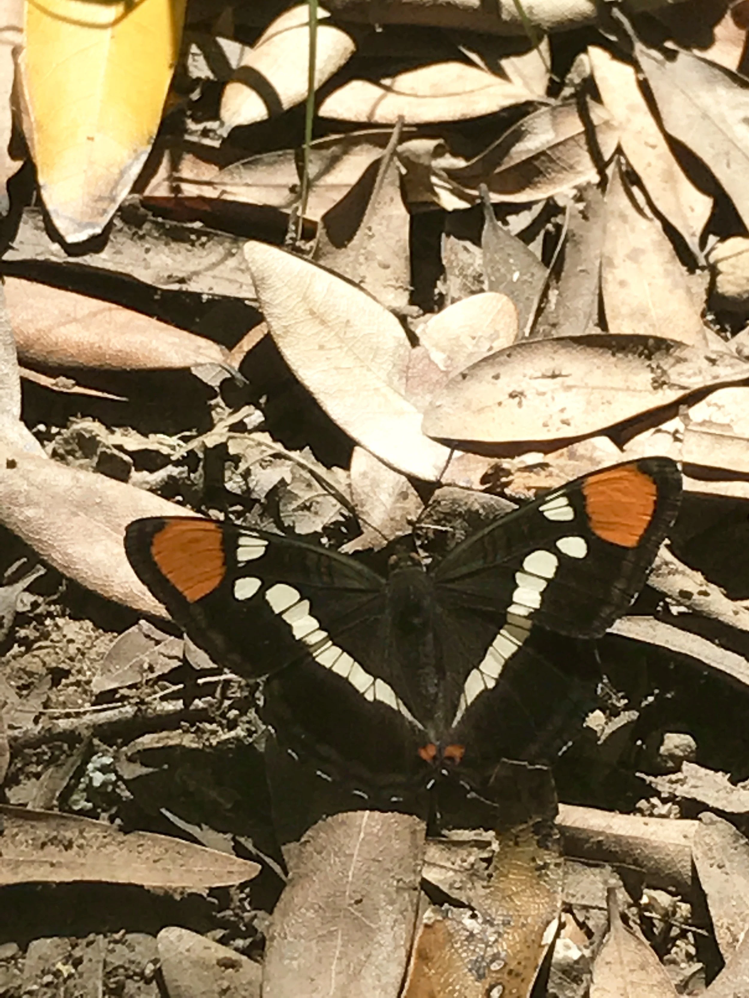 We went for a beautiful walk in our local park with our guests and stumbled upon this butterfly (that didn't mind having its picture taken!)