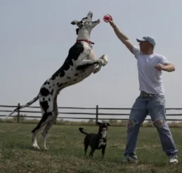 great dane.jpg