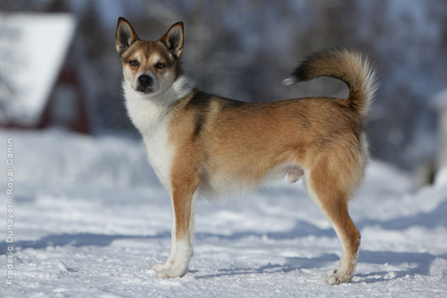 Norweigan Lundhund