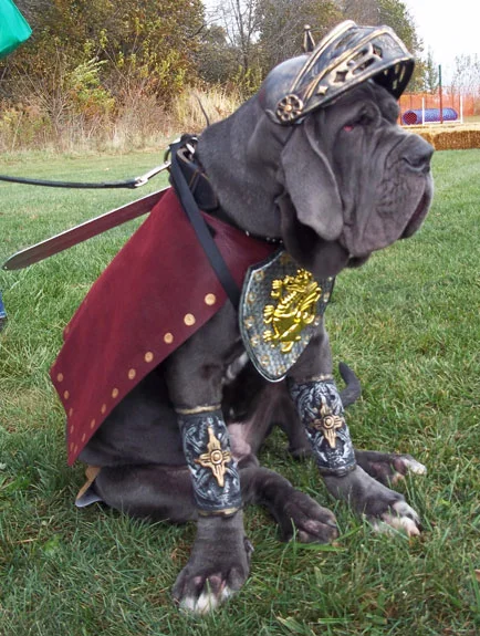 Neopoltian Mastiff - less of a gladiator these days... or is he?