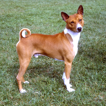 The Yodeller.