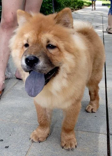 Yep, that's a black tongue.