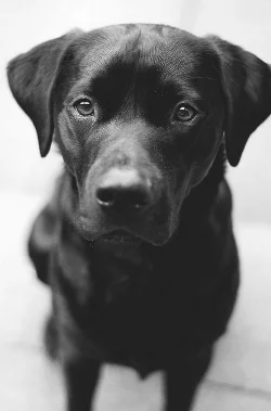 Labradorable