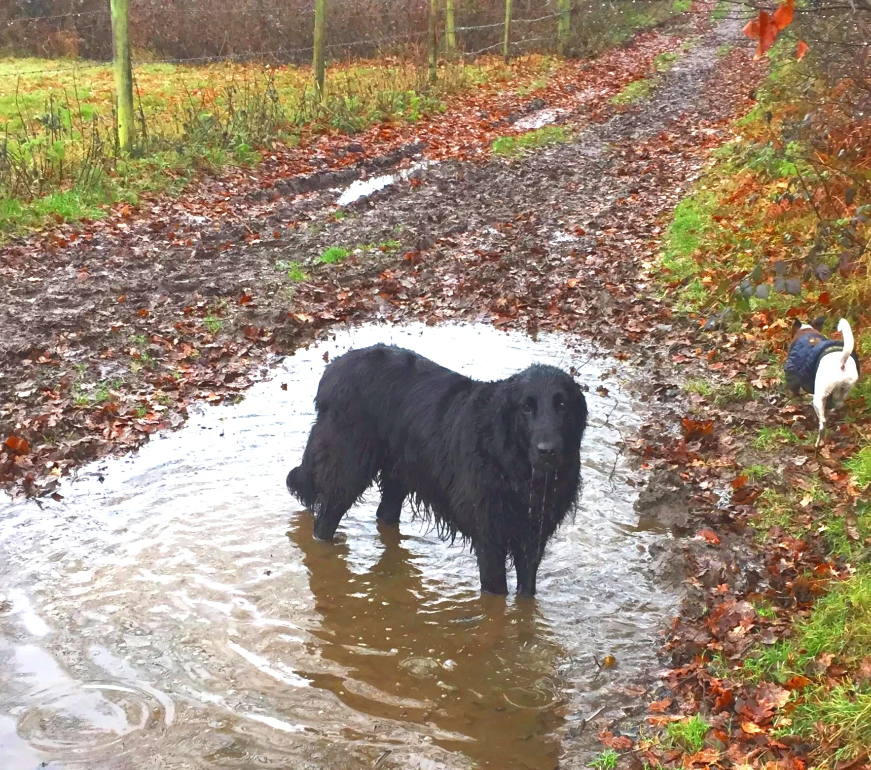 Toby (RIP lovely boy)