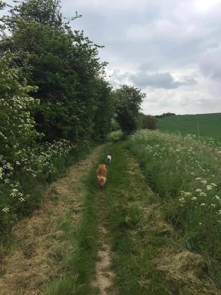 Last bridleway track heading back towards Compton.