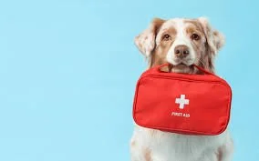Canine First Aid Course Newbury