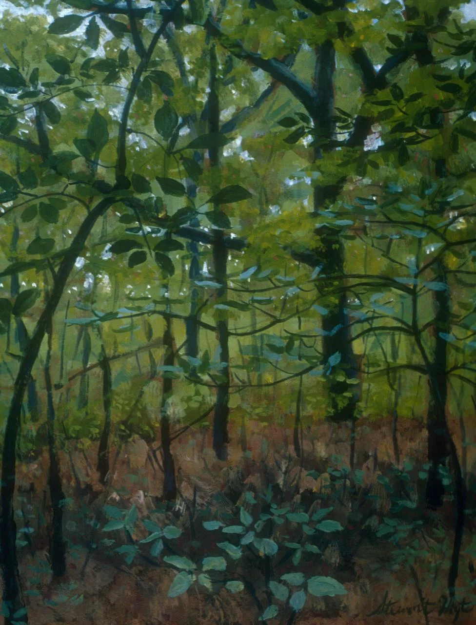 Southern forest understory.jpg