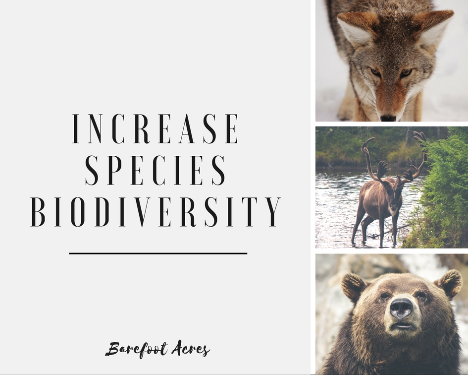 Increasespeciesbiodiversity.jpg