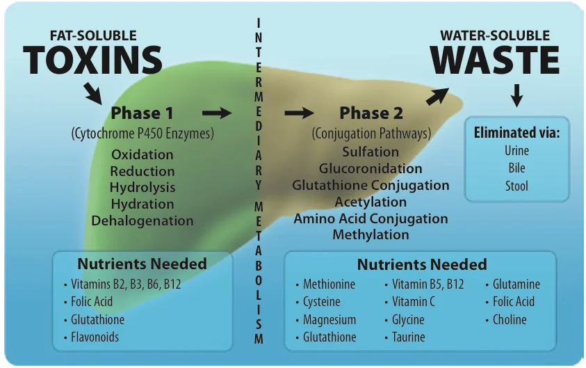 Not my graphic - not sure who originally made it, but I found it on naturalpathhealthcenter.com. Well done to whoever did make it!