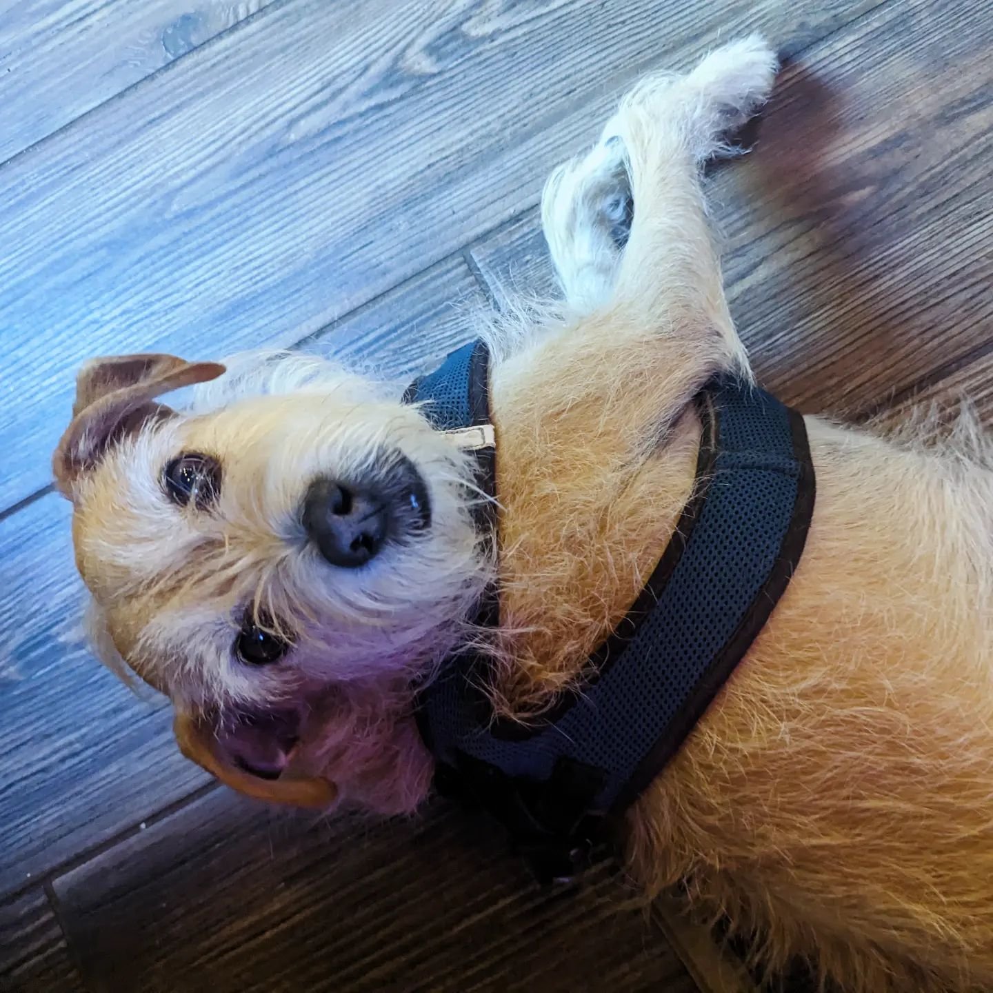 I thought I was sexy but Bertie dog is looking like a pinup!