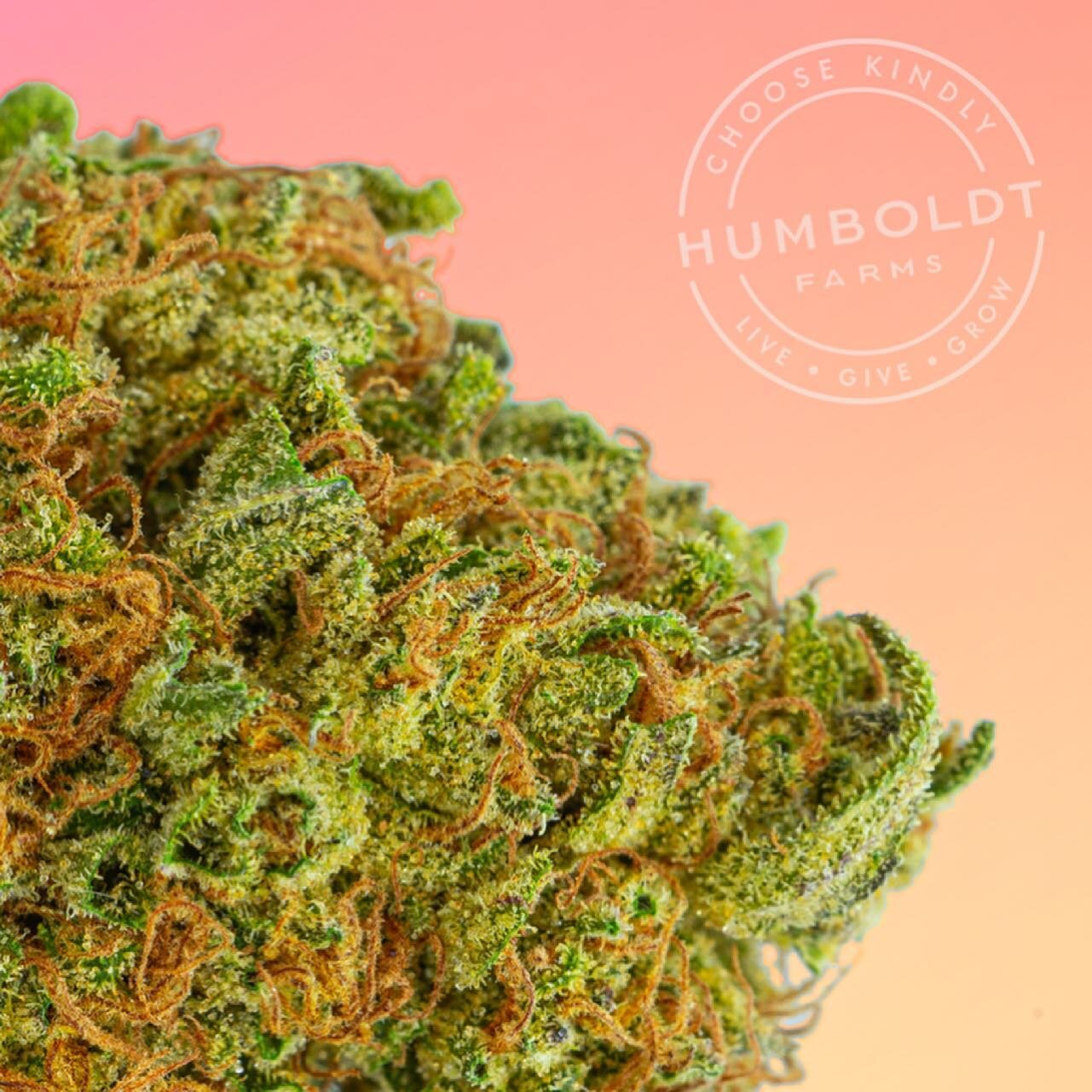 Ready to be magically transported to a tropical island dream? Let this cross of Mango Trees, Honeydew Melon, and Mango Sherbet take you there. Kick back, relax, and be swept away.

Humboldt Farms Magic Melon

Primary Terpenes: Myrcene, Caryophyllene,