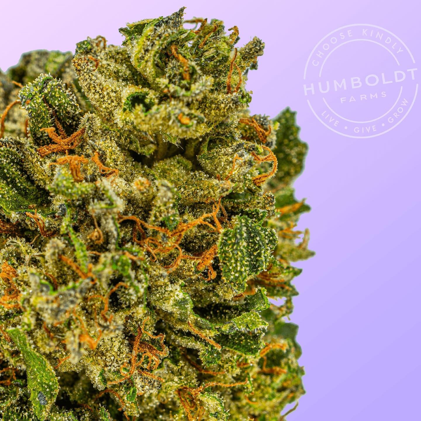 BISCOTTI 
Humboldt Farms Premium Flower 

This Gelato #25 x GSC x South Florida OG cross is an exceptional and potent strain, with a flavor profile reminiscent of sugar cookies and fresh-baked spice cake offering a relaxed and happy high. 

Primary T